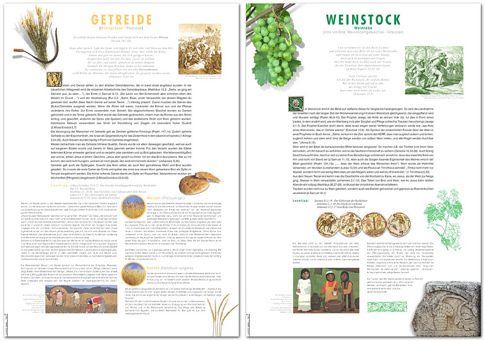 So sehen die Tafeln zur Ausstellung aus. Im Bild wird Getreide und der Weinstock behandelt. Tafeln zur Ausstellung