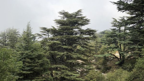 Zedern im Libanon